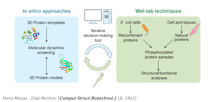 Exploring protein phosphorylation by combining computational approaches and biochemical methods. Comput Struct Biotechnol J . 2020 Jul 7;18:1852-1863. doi: 10.1016/j.csbj.2020.06.043. eCollection 2020.