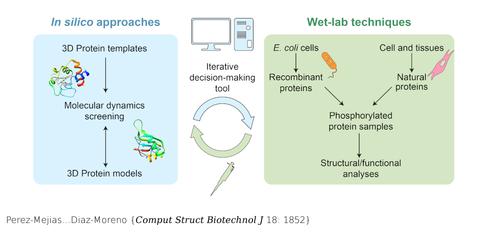 Exploring protein phosphorylation by combining computational approaches and biochemical methods. Comput Struct Biotechnol J . 2020 Jul 7;18:1852-1863. doi: 10.1016/j.csbj.2020.06.043. eCollection 2020.