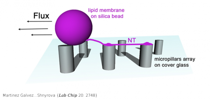 Microfluidic chip with pillar arrays for controlled production and observation of lipid membrane nanotubes. Lab Chip . 2020 Aug 7;20(15):2748-2755. doi: 10.1039/d0lc00451k.