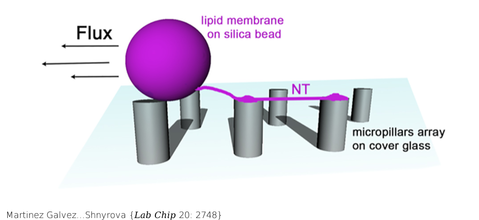 Microfluidic chip with pillar arrays for controlled production and observation of lipid membrane nanotubes. Lab Chip . 2020 Aug 7;20(15):2748-2755. doi: 10.1039/d0lc00451k.